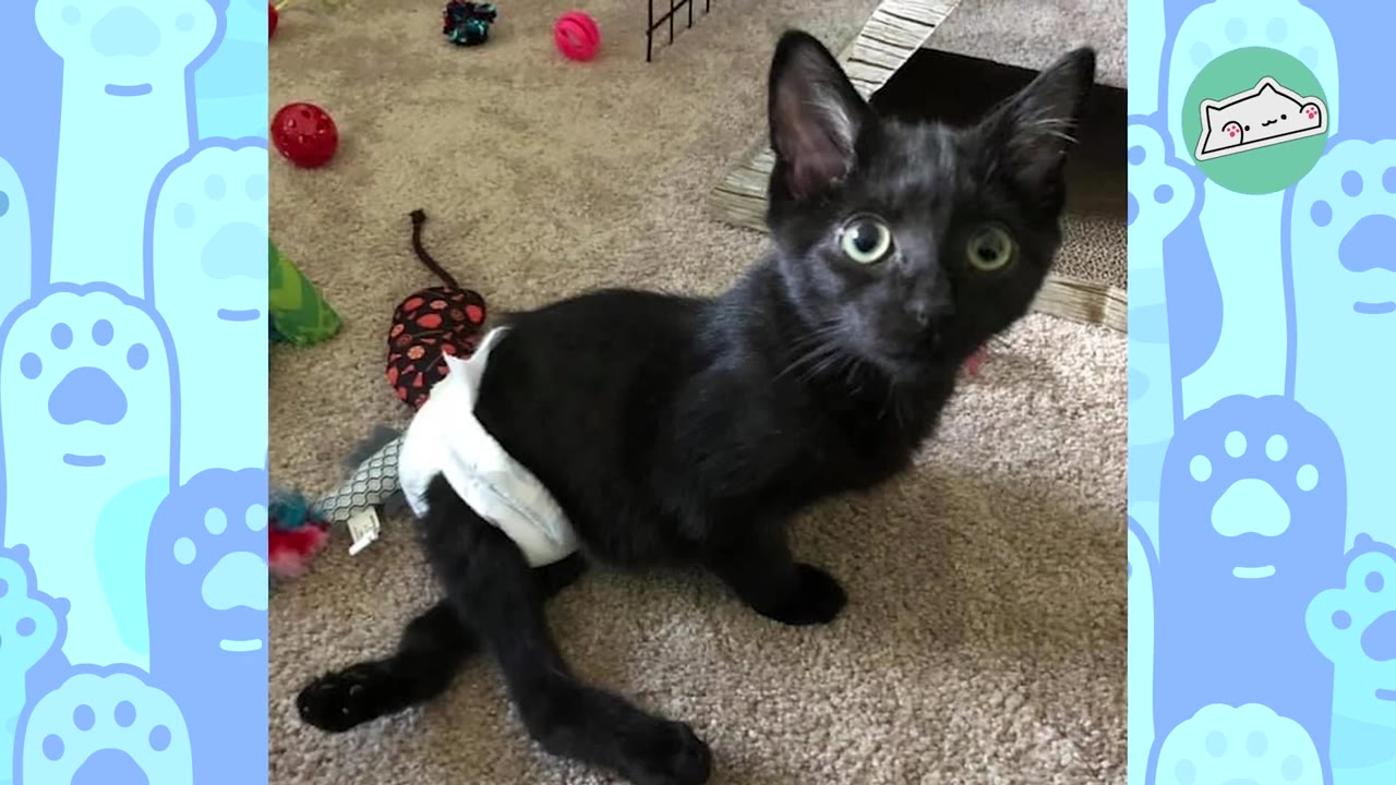 A small black kitten wearing a white diaper sits on a carpeted floor, looking directly at the camera with wide, green eyes.