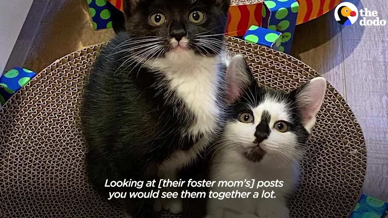 Two black and white kittens sitting together in a round cardboard scratcher, looking up at the camera.