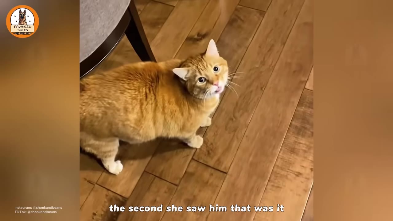 An orange tabby cat standing on a wooden floor, looking up with wide, curious eyes.