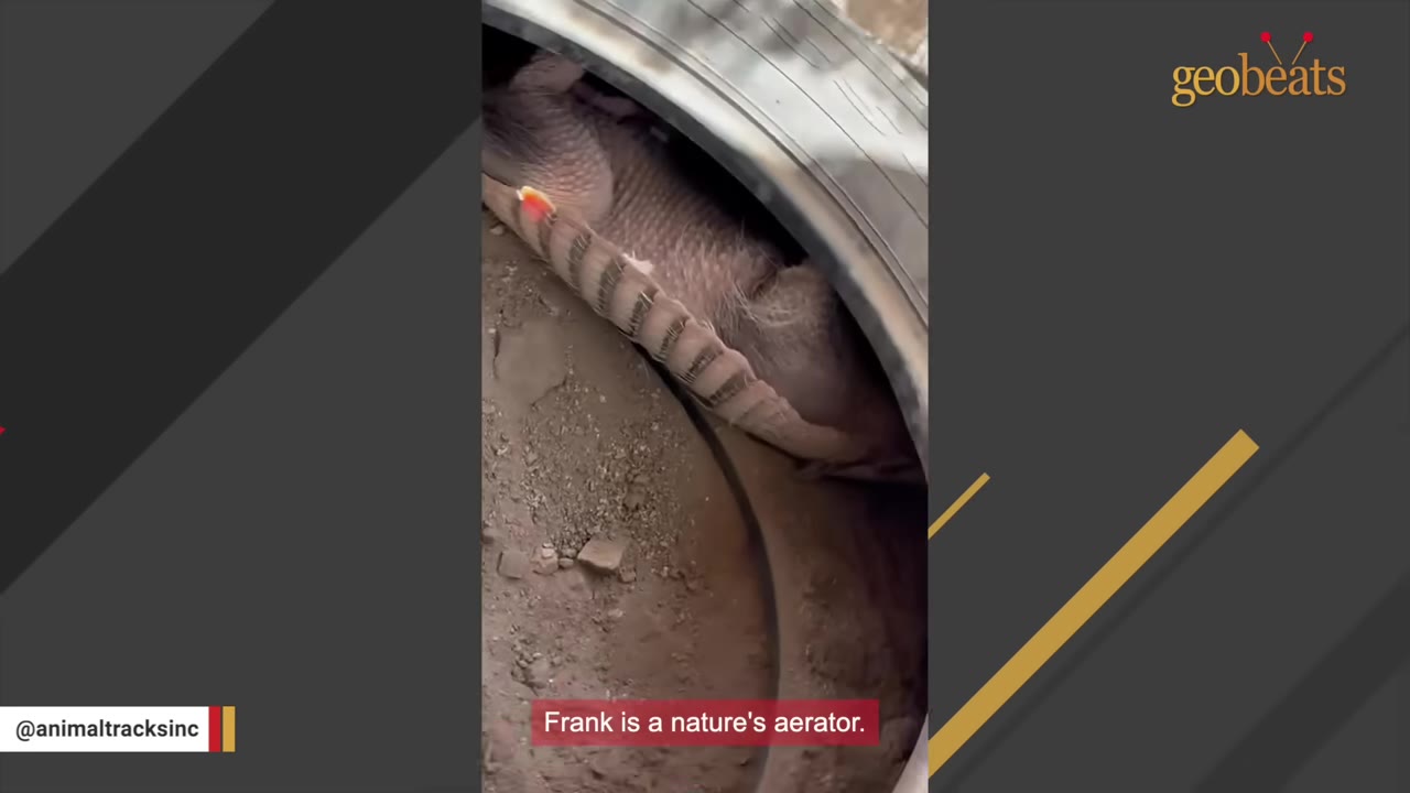 An armadillo curled up tightly inside the rim of a tire on the dirt ground.