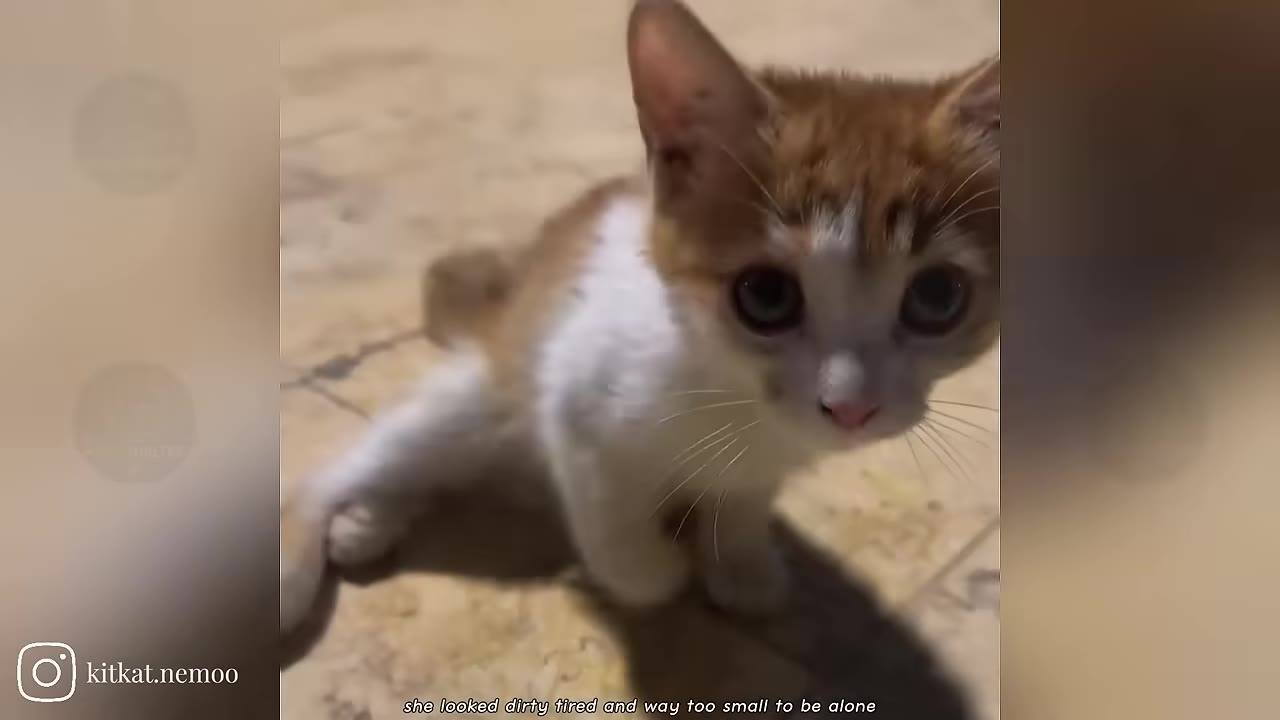 A small orange and white kitten sits on a tiled floor, looking directly at the camera.