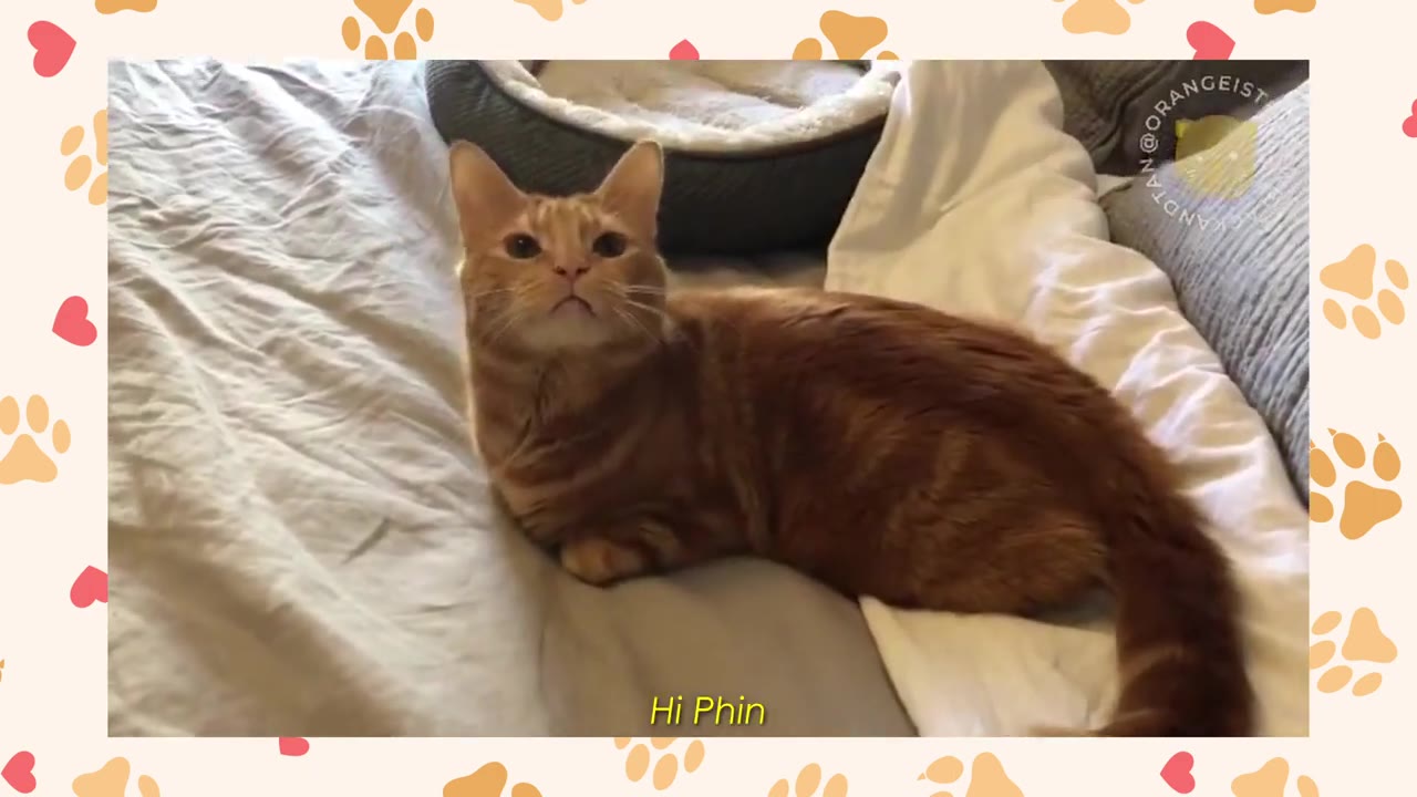 An orange tabby cat named Phineas lying down on a grey bed, looking up with an alert expression.