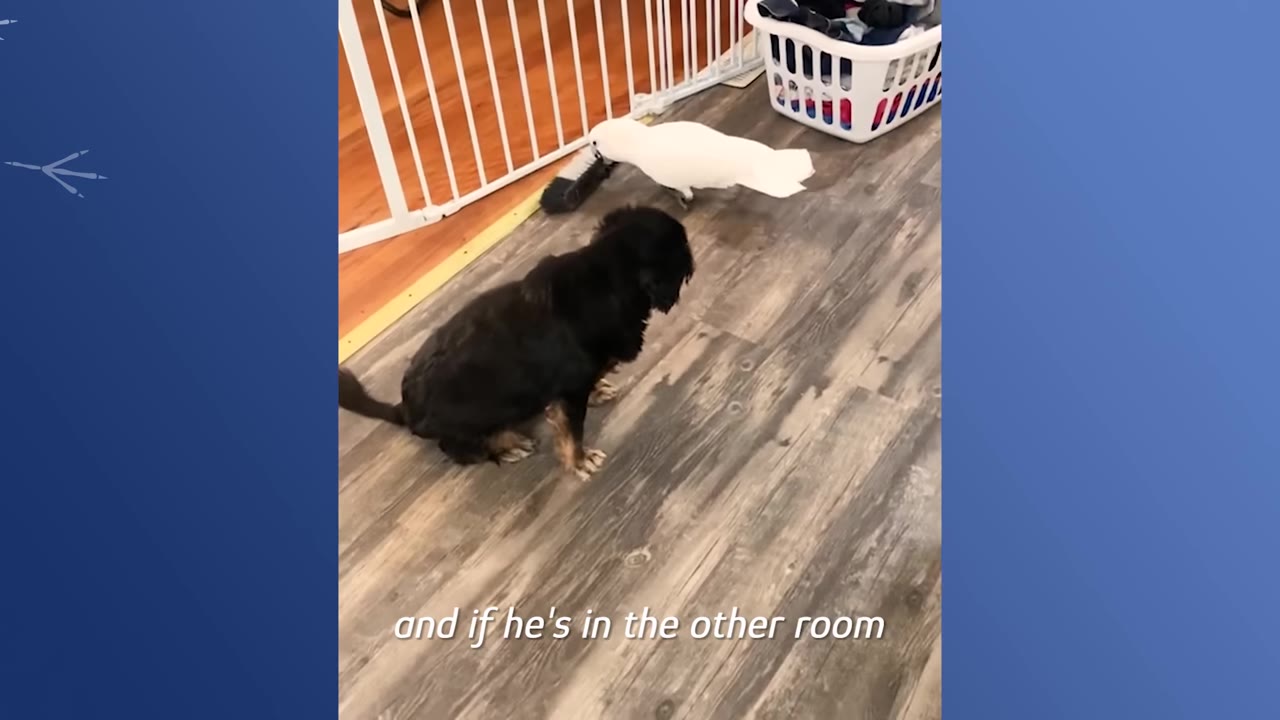 A white cockatoo pushes a small broom head across a wooden floor next to a sitting black dog and a laundry basket.