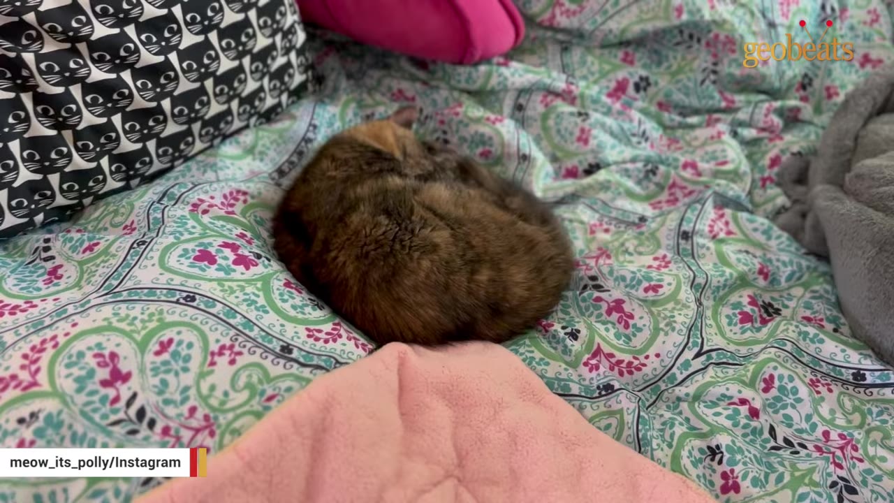 A fluffy tortoiseshell cat curled up asleep on a colorful patterned bedspread.