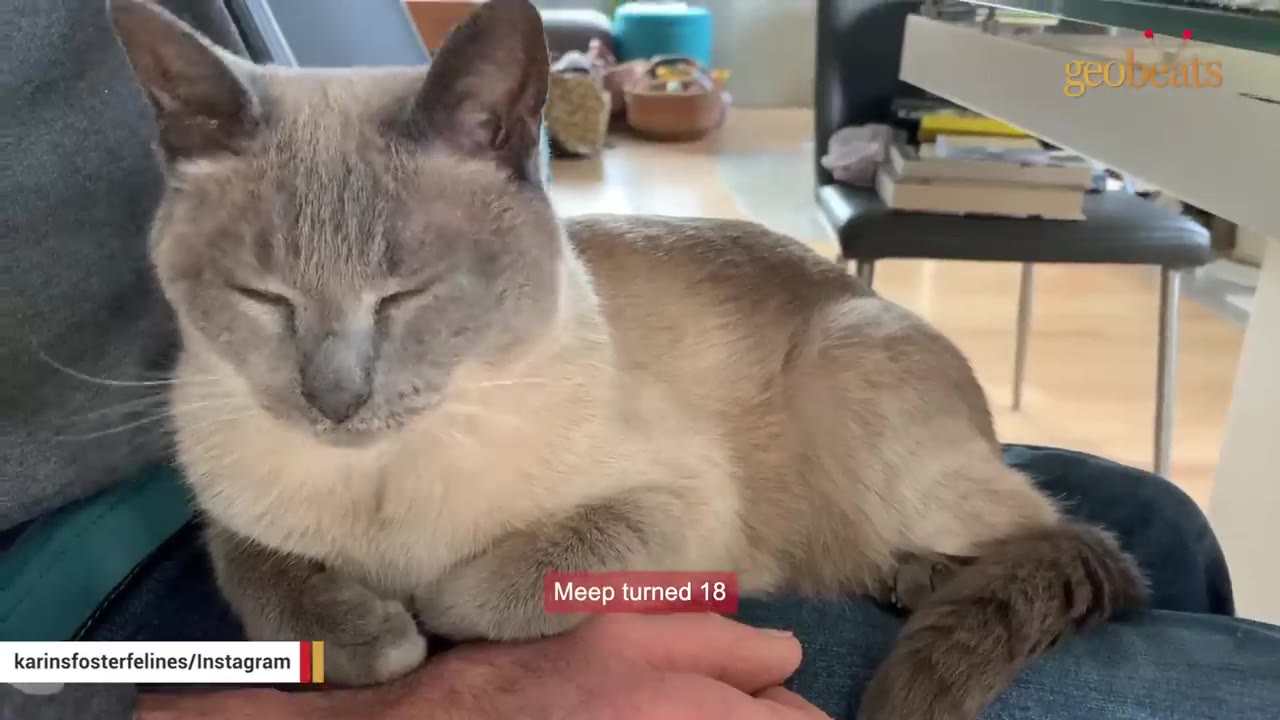 An older Siamese-mix cat named Meep resting peacefully on a person's lap with her eyes closed.