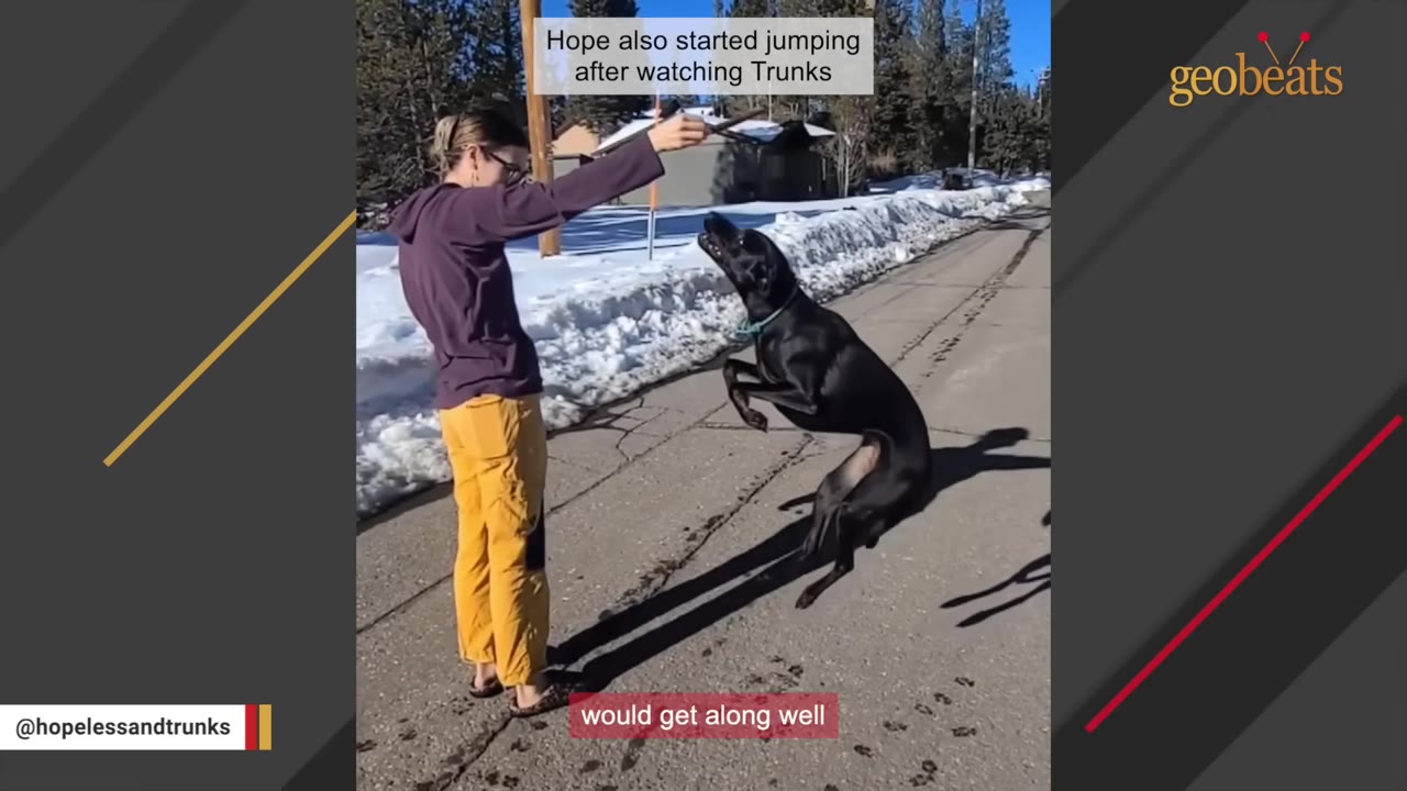 A woman in yellow pants and a purple hoodie holds a stick up for a black dog jumping on its hind legs on a paved road with snow in the background.