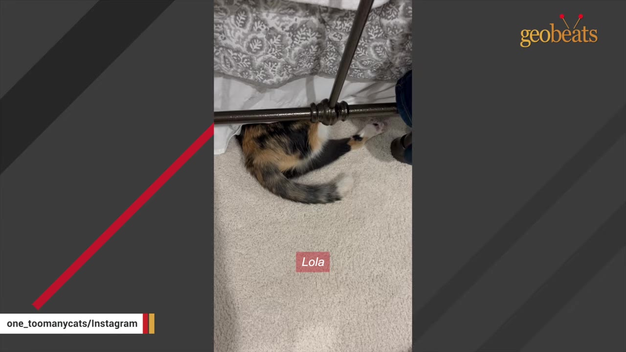 A calico cat named Lola lies on a carpeted floor under a metal bed frame, with her hind leg extended awkwardly.
