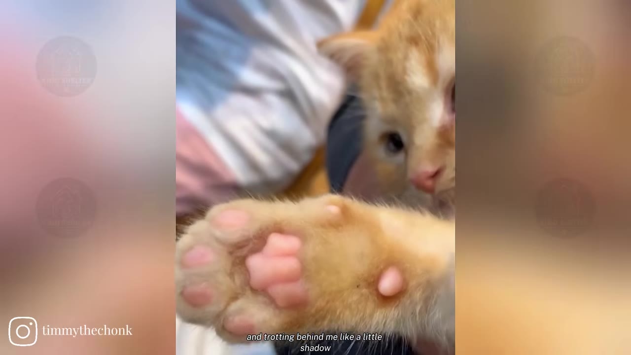 A close-up of an orange kitten's paw showing extra pink toe beans, indicating polydactyly.
