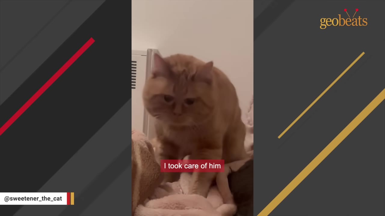 An orange cat sitting on a soft blanket inside a home, with a caption that reads 'I took care of him'.