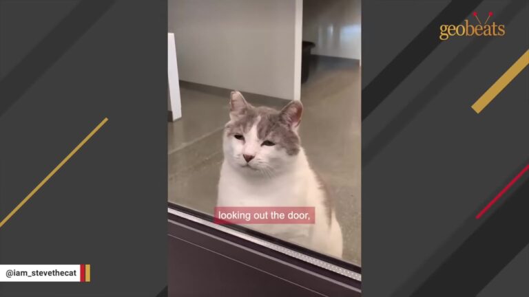 Texas Senior Cat Watched Everyone Choose Kittens Over Him Until One Couple Gave Him The Perfect Home