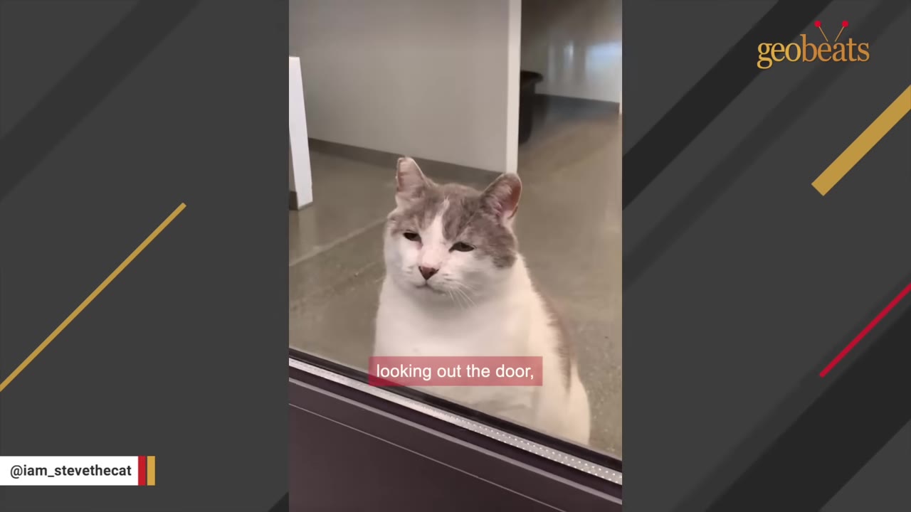 A grey and white cat looks out through a glass door at a shelter.