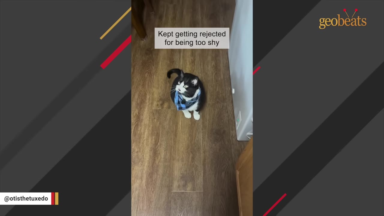 A black and white tuxedo cat wearing a blue bandana sits on a wooden floor, looking up with wide eyes, with text overlay reading 'Kept getting rejected for being too shy'.