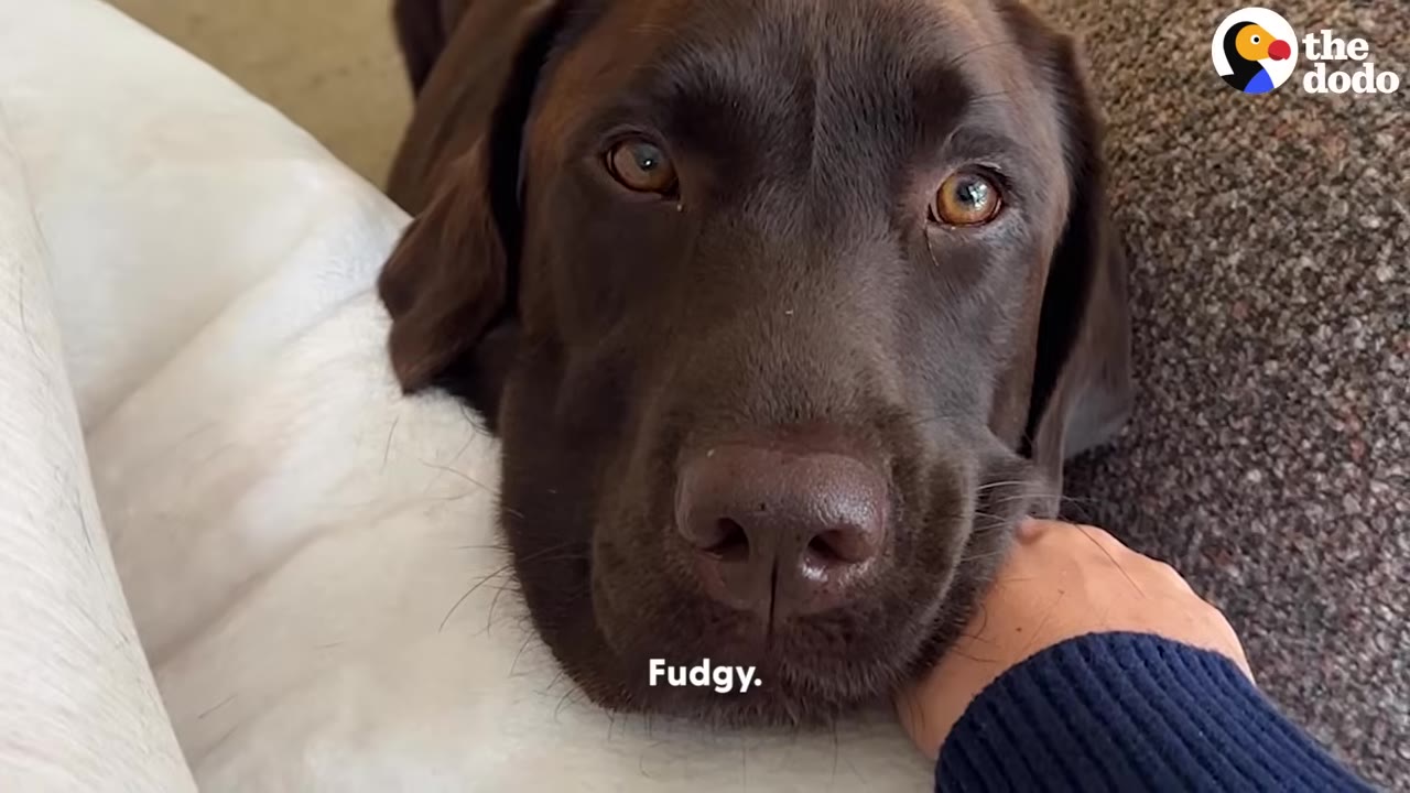 A close-up shot of a chocolate Labrador Retriever named Fudgy looking directly at the camera while being gently petted.