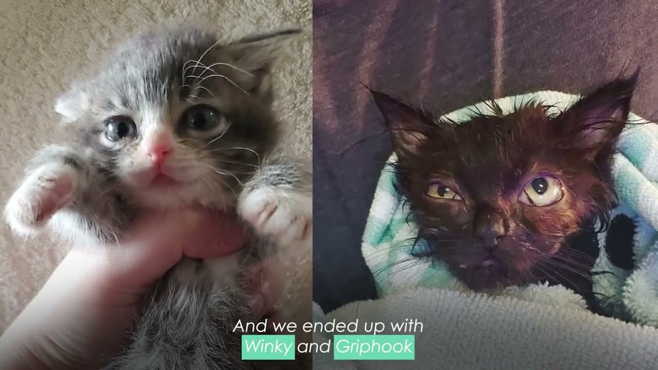 Video frame for Pocket-Sized Siblings