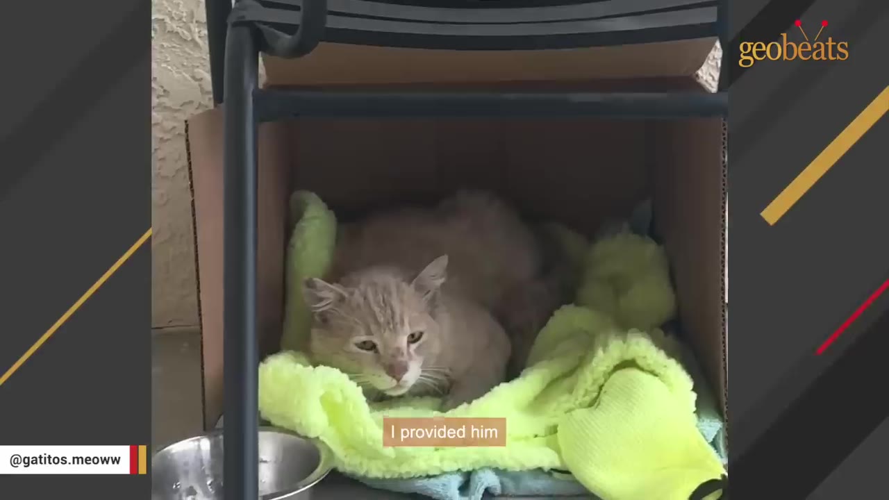 A light orange cat lies warily on a bright green blanket inside a cardboard box.