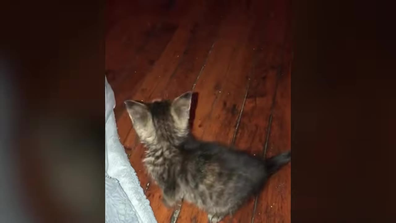 A small tabby kitten seen from behind, standing on a wooden floor next to a light-colored cloth.