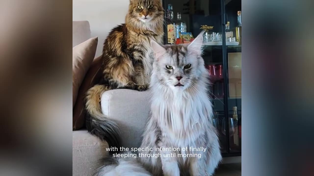 A fluffy silver Maine Coon cat sits in the foreground looking forward, while a brown tabby Maine Coon cat sits behind it on the arm of a couch.