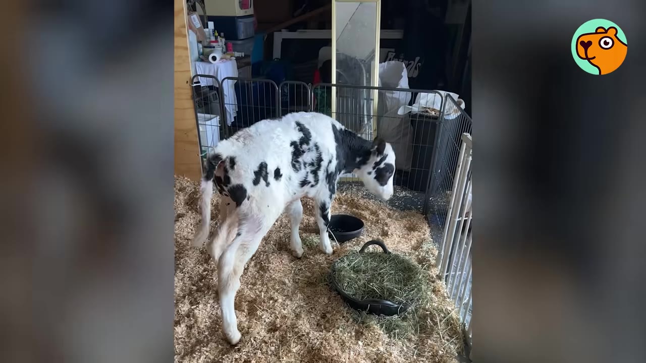 A black and white calf stands alone inside a small indoor pen filled with wood shavings, looking down near a bowl of hay.
