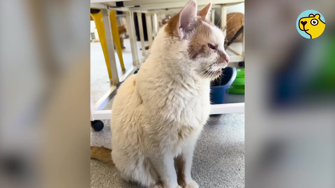 A white and tan cat sitting on a grey floor under a white table in a shelter environment.