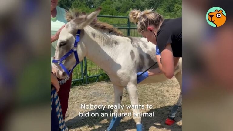 Texas Sanctuary Rescues 3 Terrified Donkeys From Auction, But A Double Surprise Leaves Them Stunned