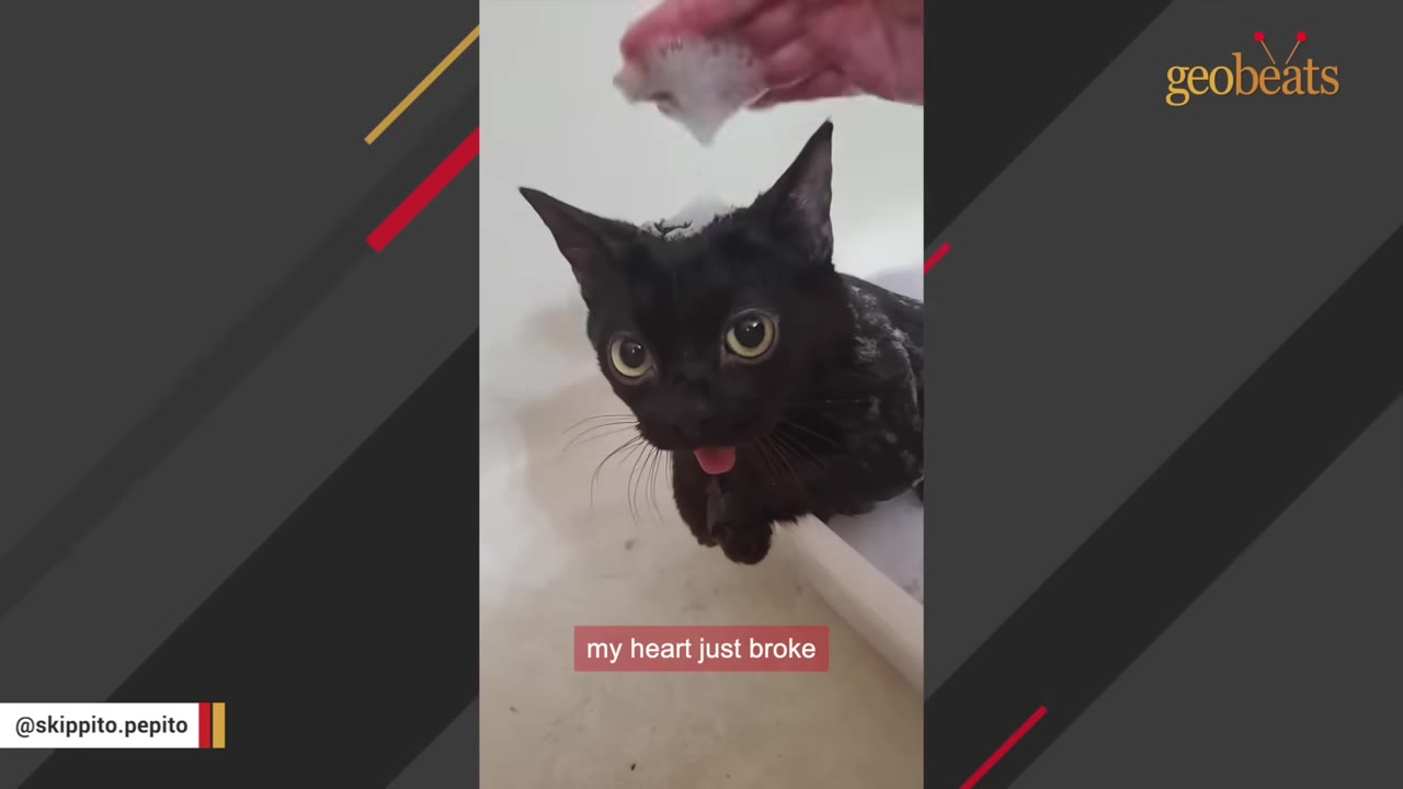 A black cat with large green eyes and its tongue sticking out is being bathed, with a hand applying soapy foam to its head.