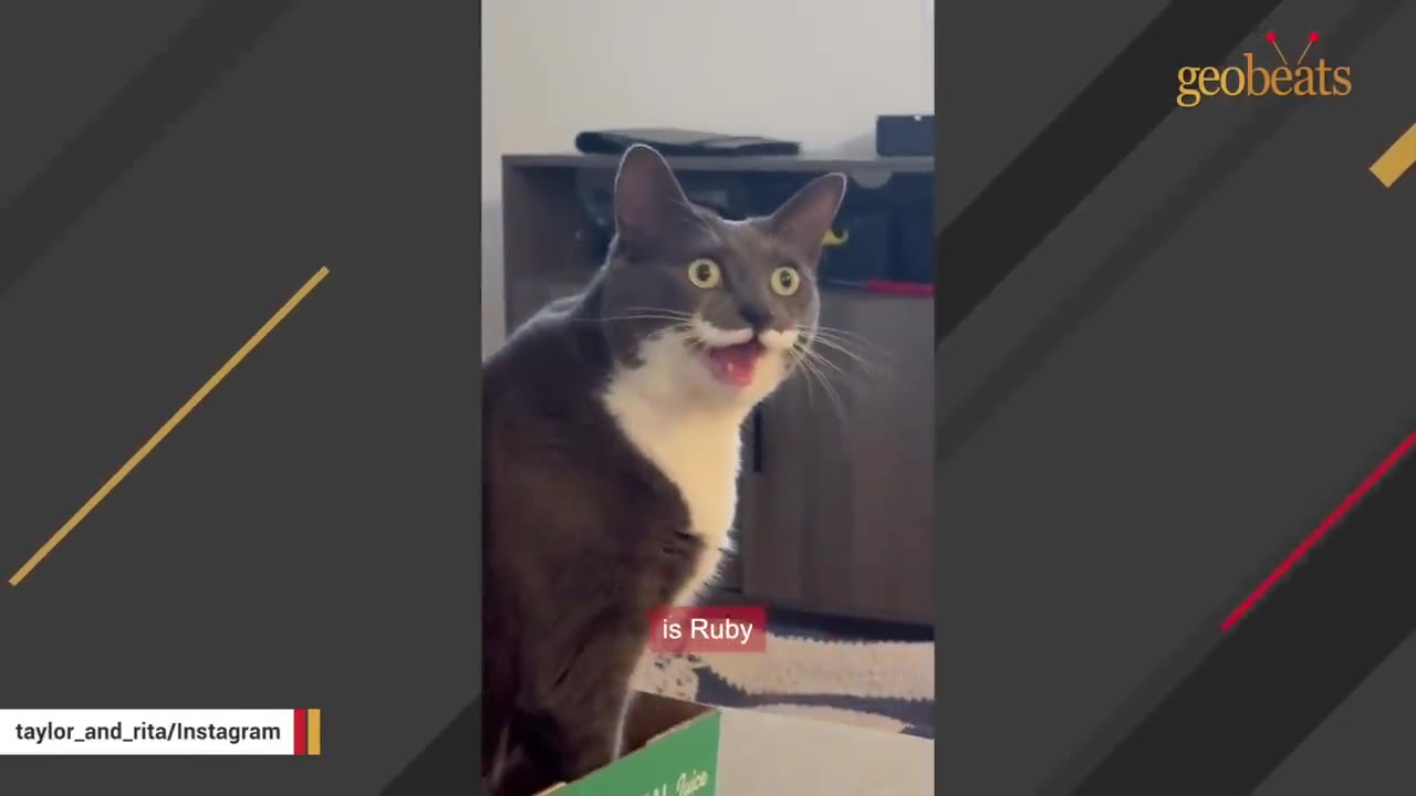 A grey and white cat with wide eyes and its mouth slightly open, looking surprised, with a subtitle that reads 'is Ruby'.