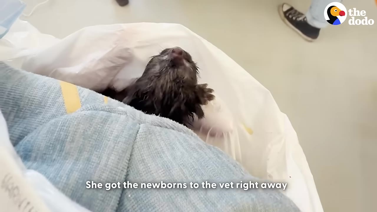 A tiny, wet black newborn kitten wrapped in a white cloth and blue blanket, being held at a veterinary clinic.