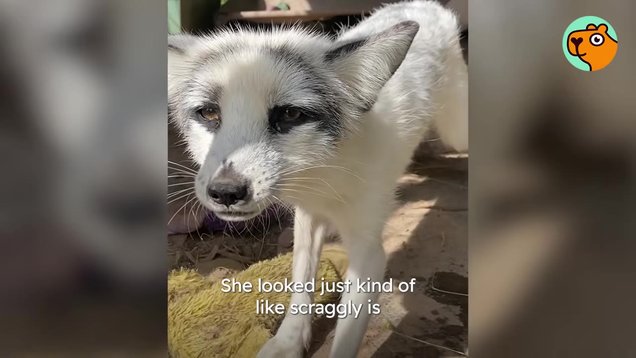 A close-up of a white and grey fox with a timid expression, standing outdoors.