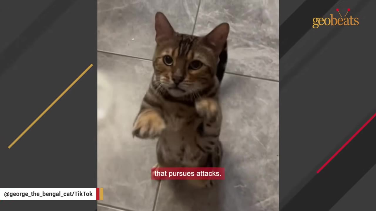 A Bengal cat standing on its hind legs with its front paws raised, looking up with an intense expression.