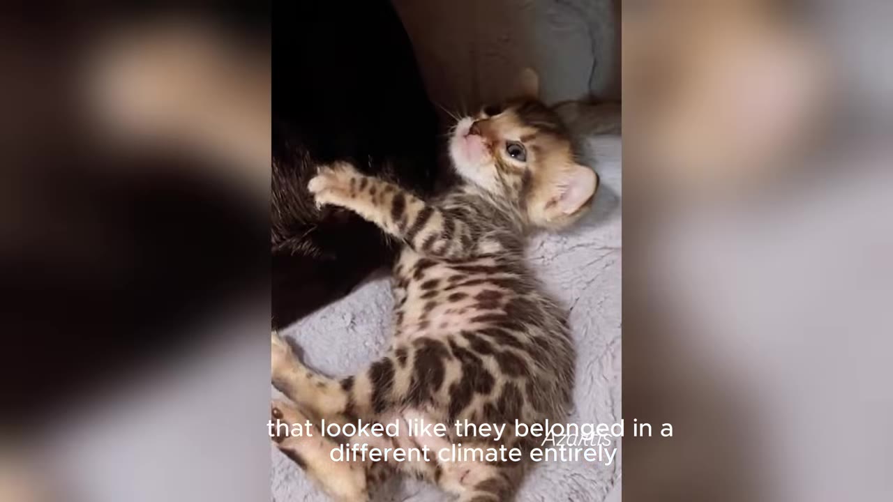 A close-up shot of a small, spotted Bengal or Savannah kitten lying on its back on a soft grey blanket, looking up with wide eyes.