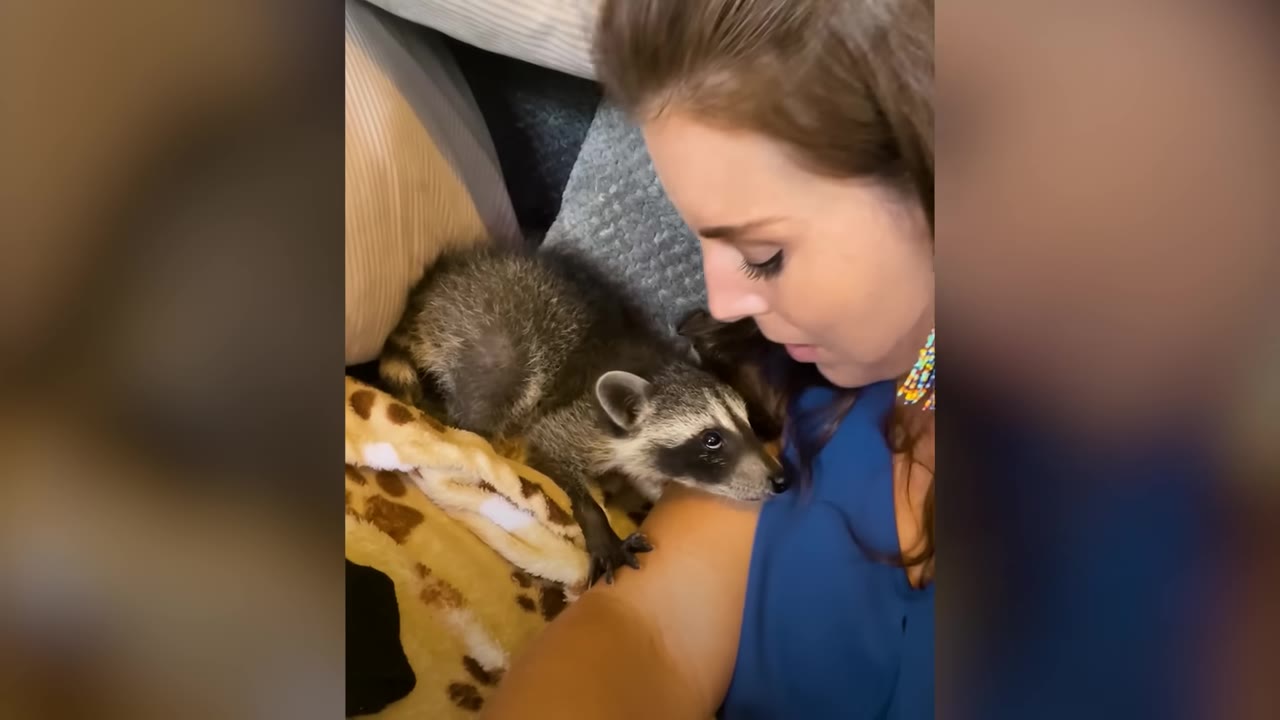 A woman looks down affectionately at a small raccoon resting its head on her arm.