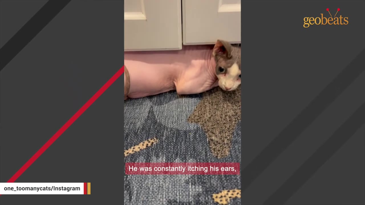 A hairless Sphynx cat named Chicken lies flat on a patterned rug, hiding under the low edge of a white cabinet.