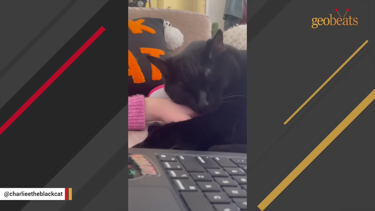 A black cat rests its head peacefully on a person's hand while lying on a couch next to a laptop.