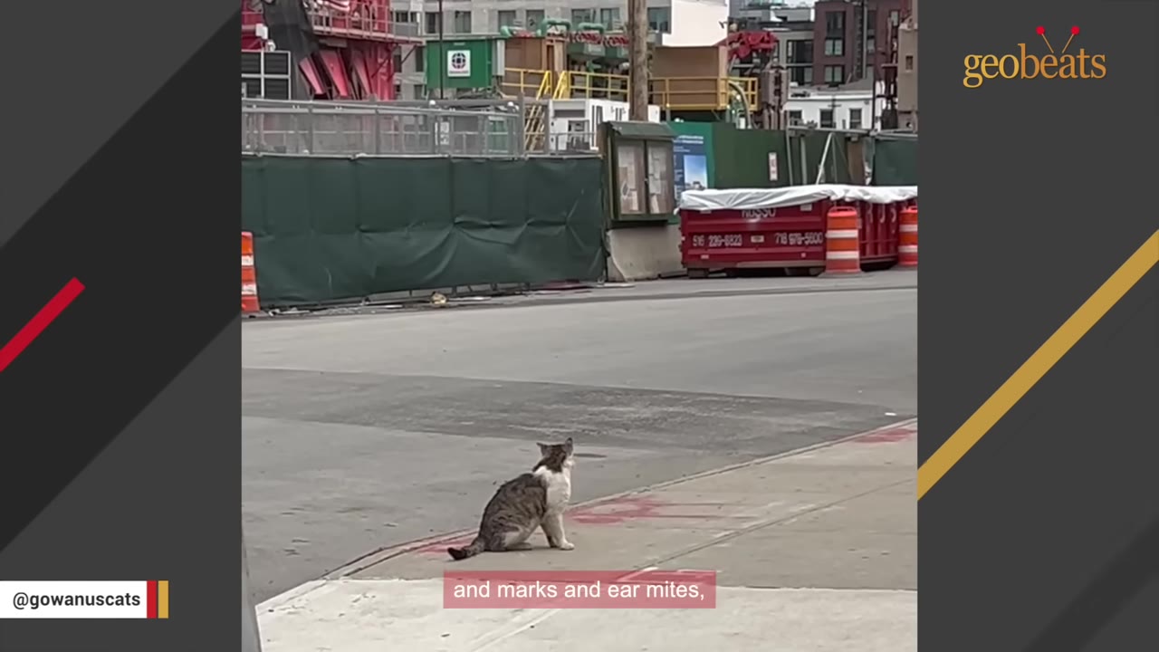 A tabby and white cat sits on a city sidewalk near a construction site, looking away from the camera.