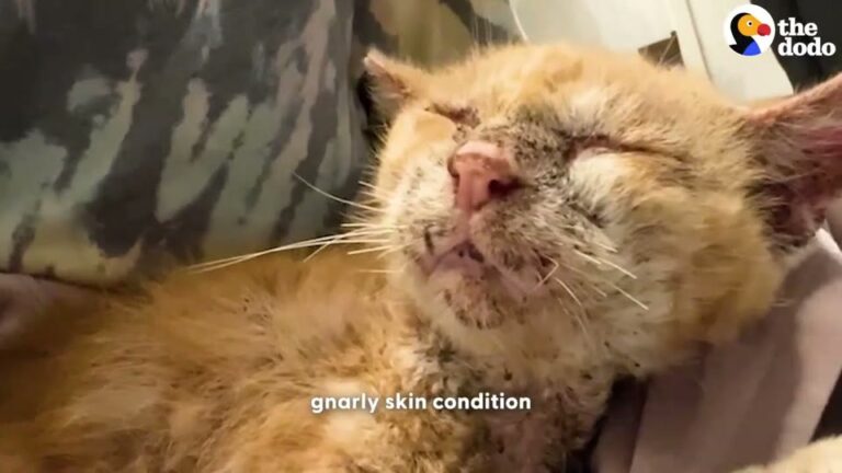 California Cat Facing His Final Weekend Stuns His Rescuer With A Beautiful Transformation