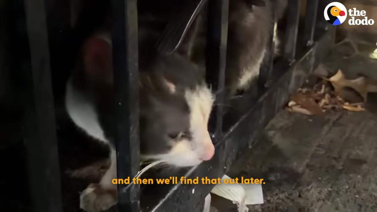 A close-up of a black and white cat looking through the black metal bars of a gate or fence.
