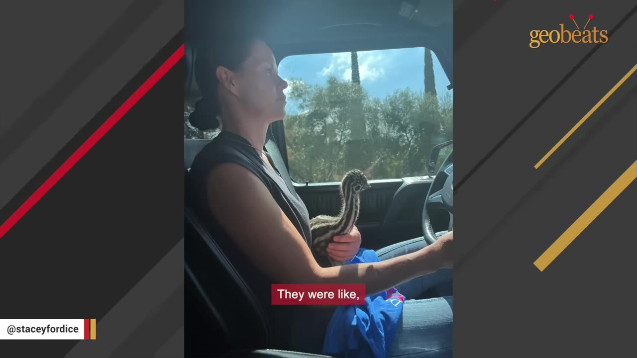 A woman driving a vehicle while holding a small, striped emu chick in her lap.