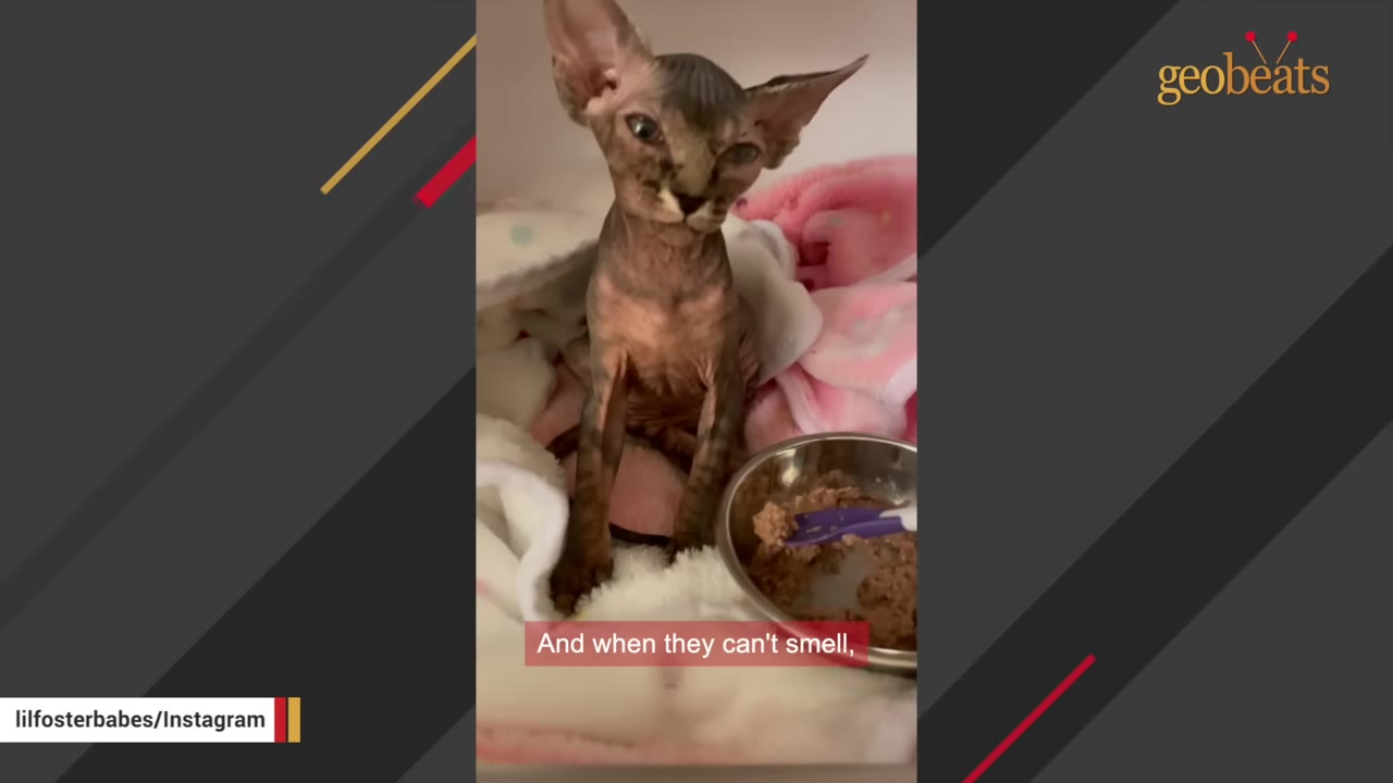 A hairless kitten sits on a pink and white blanket next to a metal bowl of wet food.