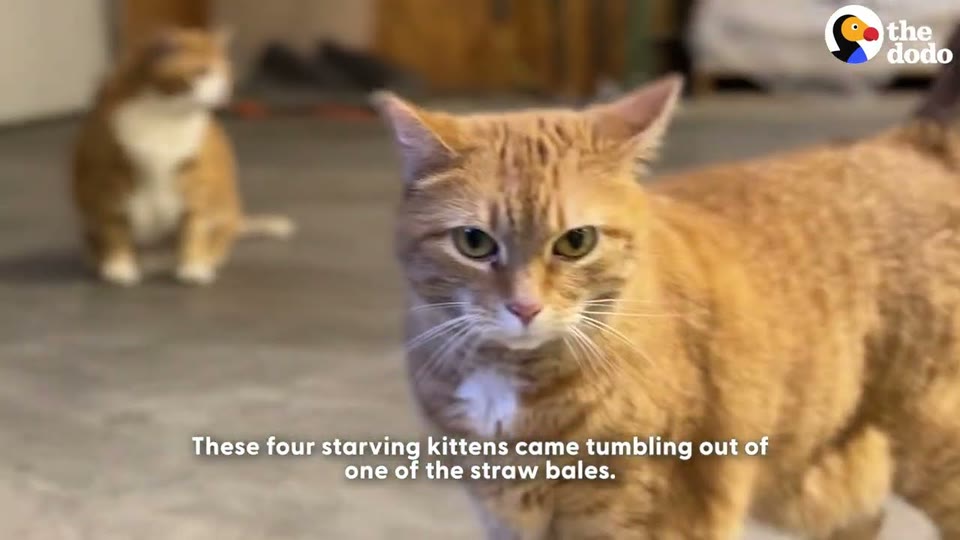 Video frame for Stepping Up to Save Them