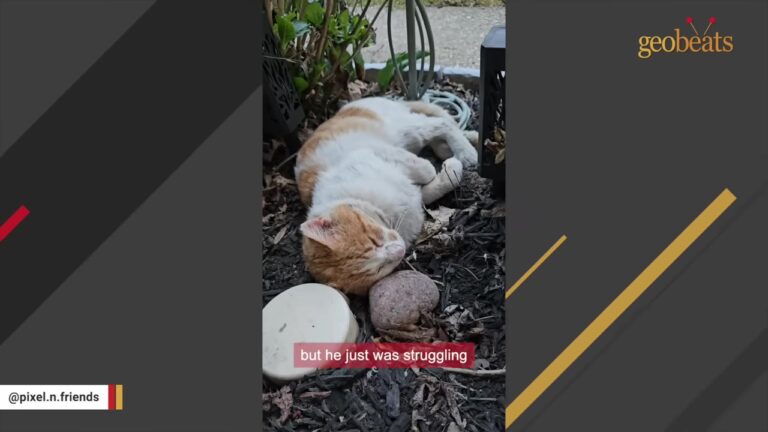 Ohio Woman Wasn’t Ready For Another Cat Until A Stray’s Meow Stopped Her In Her Tracks