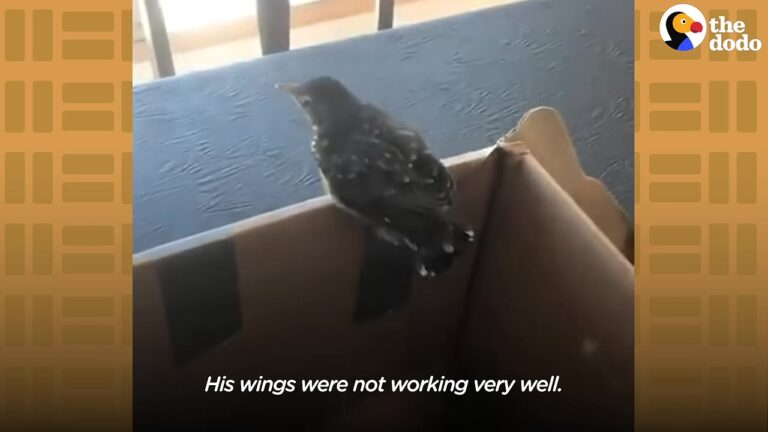 Ohio Rescuer Saves Tiny Bird Dropped From The Sky And Gets An Unforgettable Greeting In The Wild