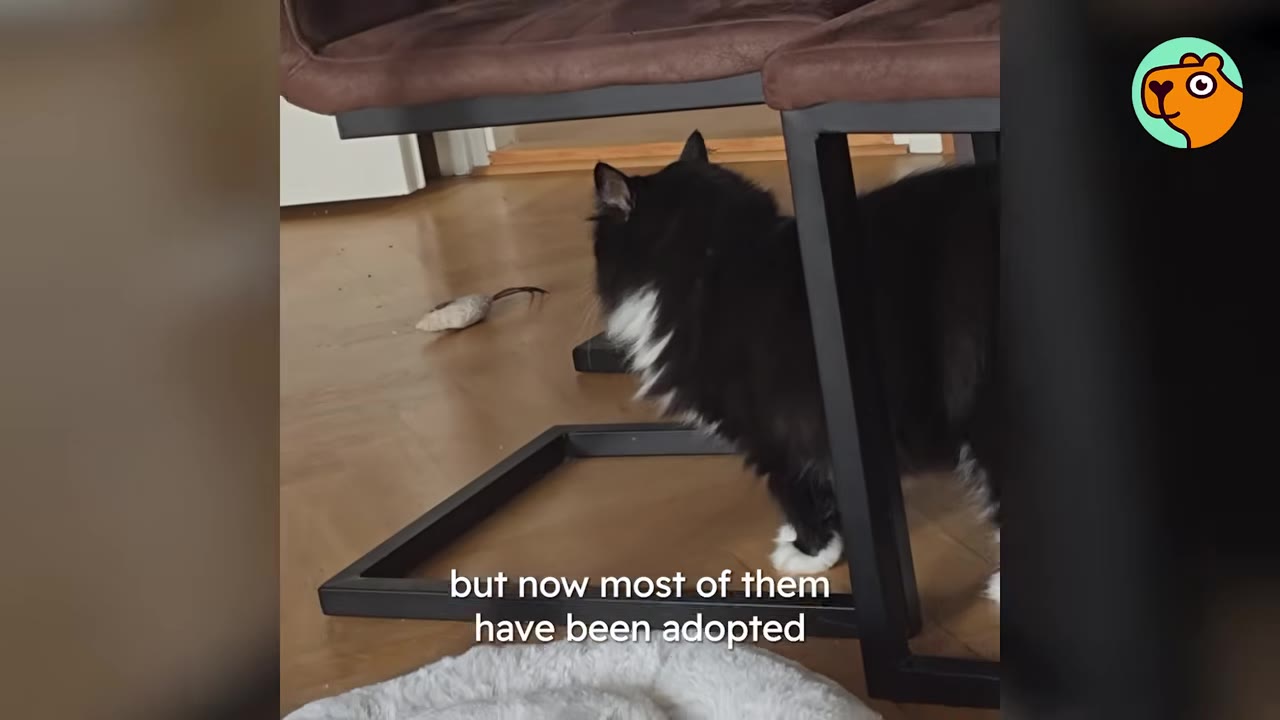 A long-haired black and white cat stands cautiously under a brown chair on a wooden floor.