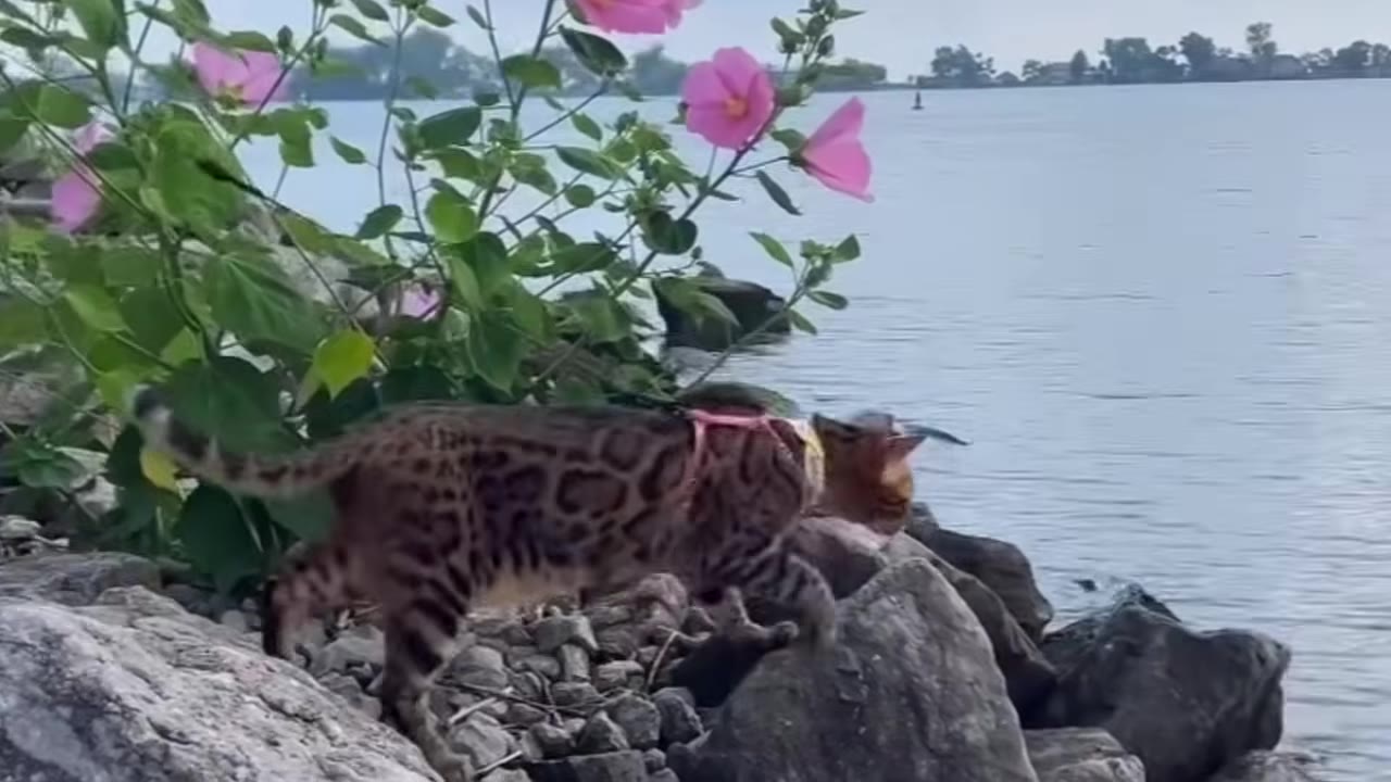 A Bengal cat with a spotted coat walks along a rocky shoreline next to pink flowers and calm water.