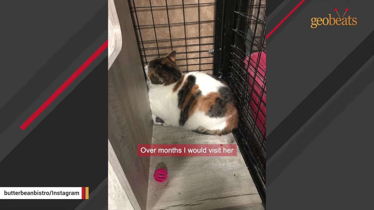 A calico cat sitting in the corner of a wire cage next to a wooden partition, looking away.
