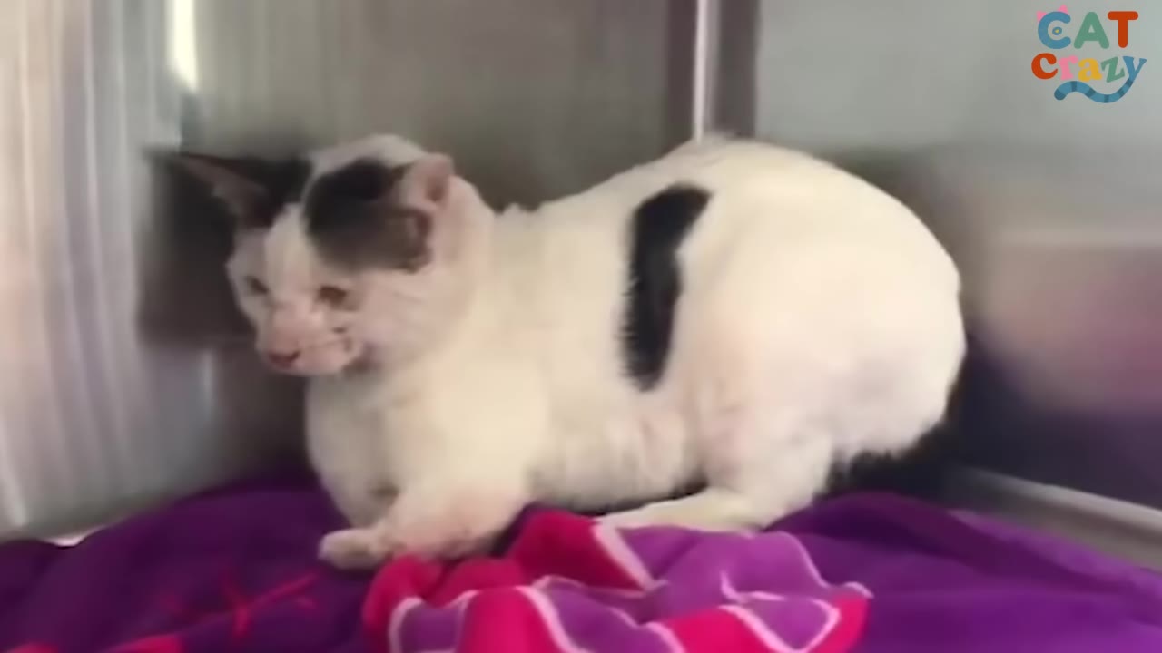 A white cat with black patches sitting on a purple blanket inside a metal shelter cage.