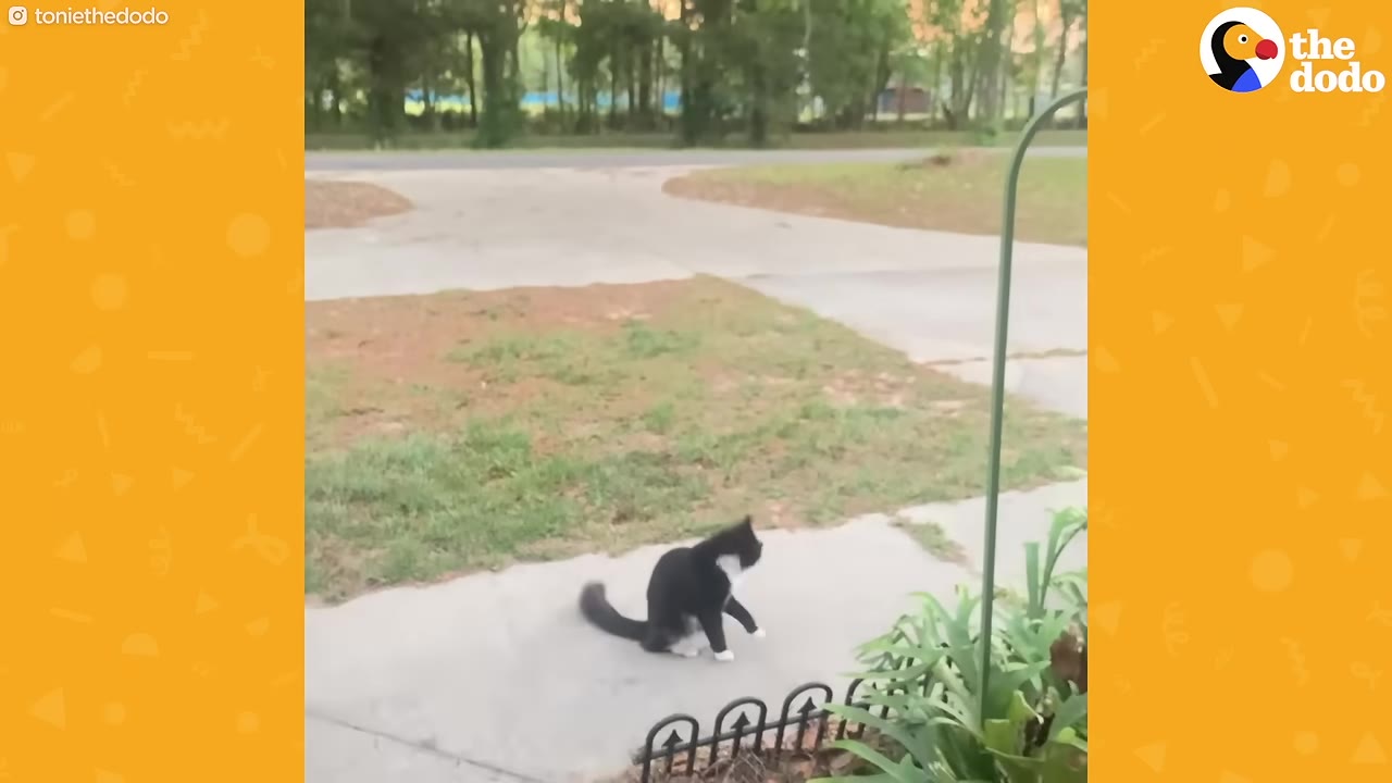 A black and white stray cat sits on a concrete walkway outside, looking cautiously toward the house.