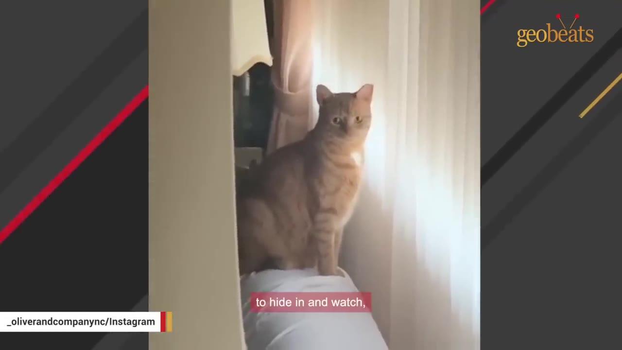 An orange tabby cat sitting cautiously behind a white curtain next to a window.
