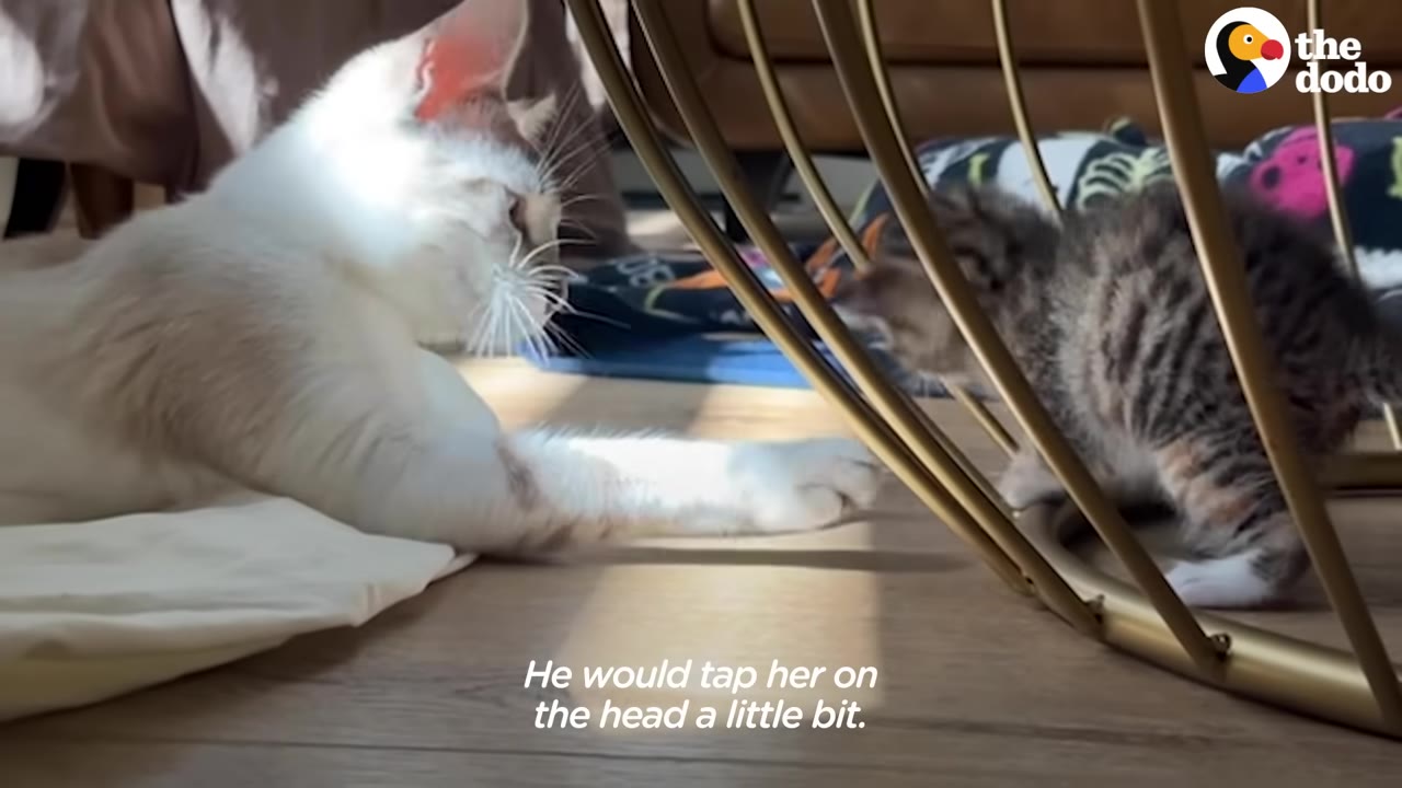 A light-colored adult cat lies on the floor, gently reaching its paw through a gold metal frame toward a small tabby kitten.
