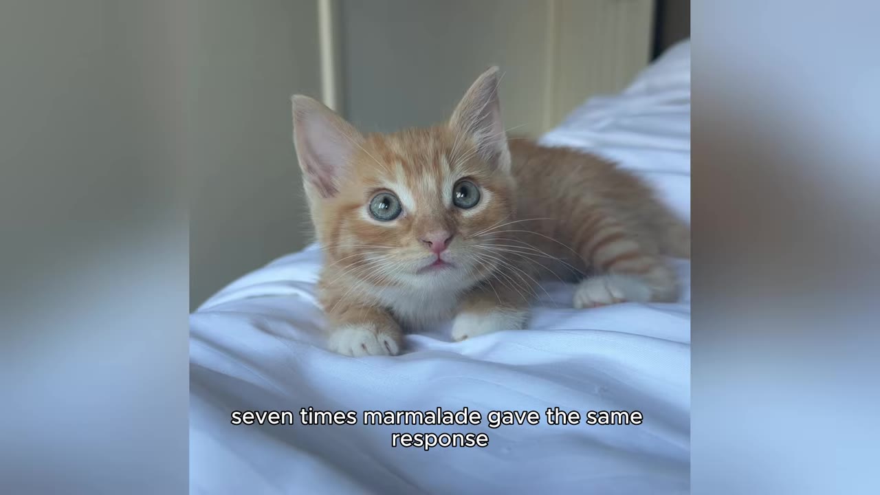 A close-up shot of a small orange tabby kitten with big, expressive blue-green eyes lying on a white bedsheet.