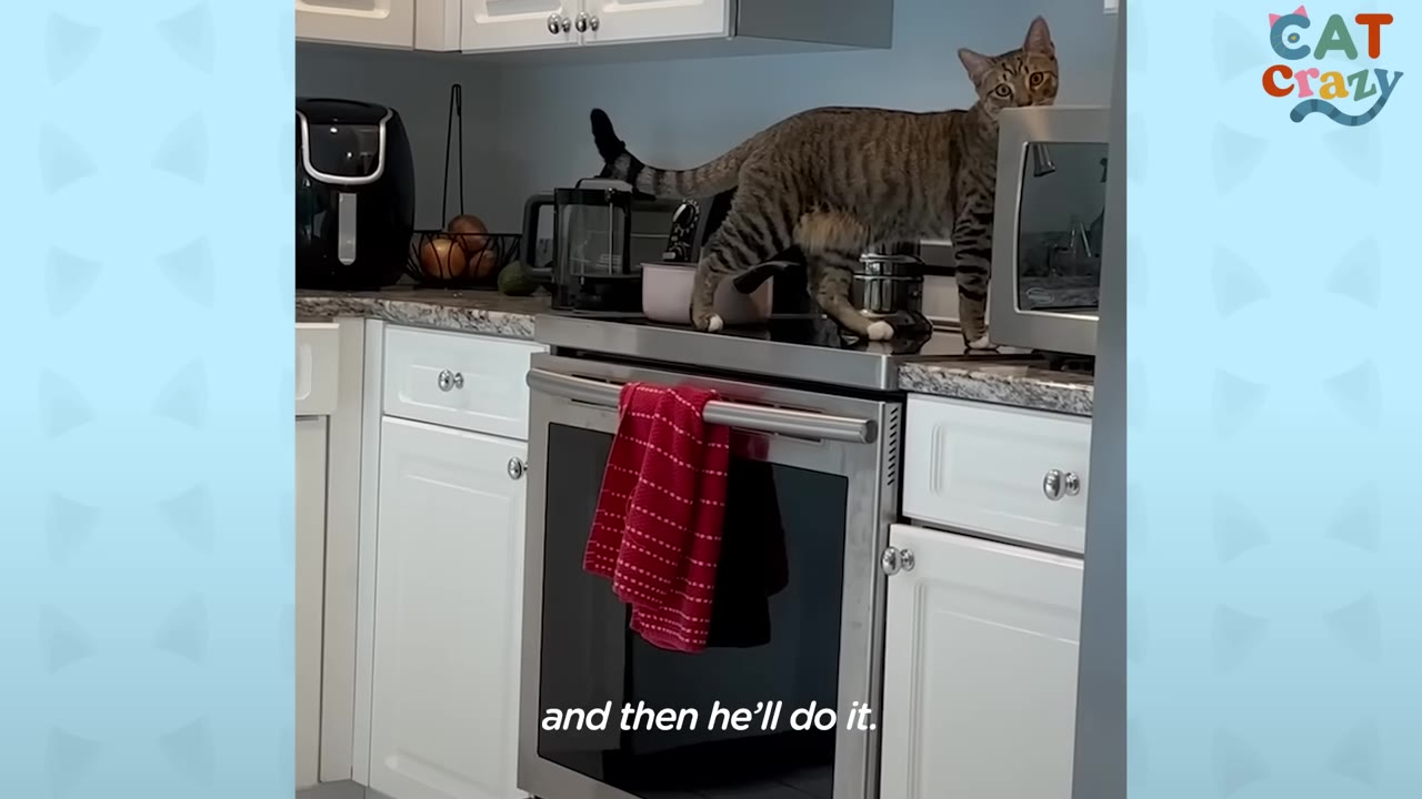 A tabby cat standing on top of a kitchen stove next to a microwave, looking towards the camera.